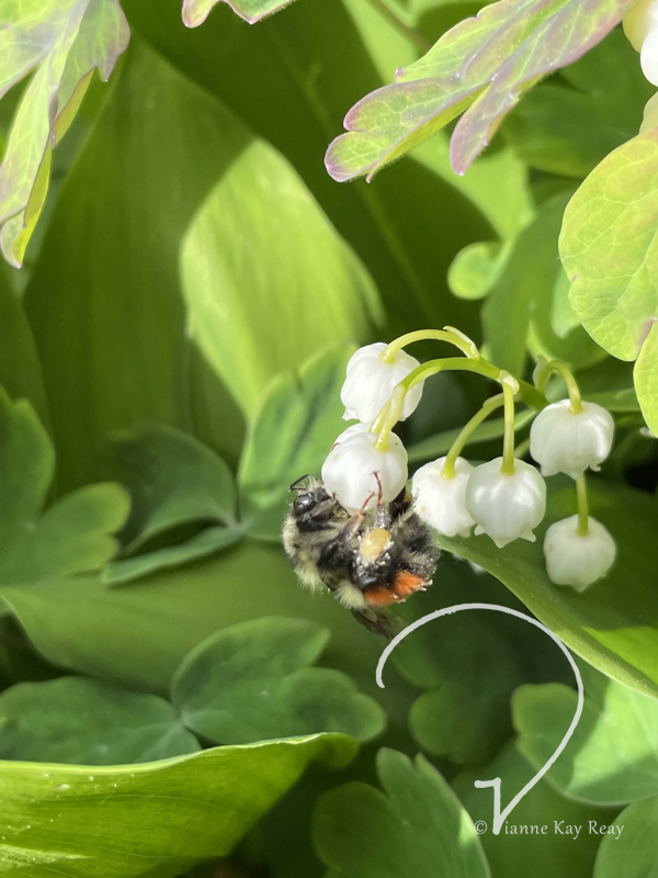 Bumblebee Caress